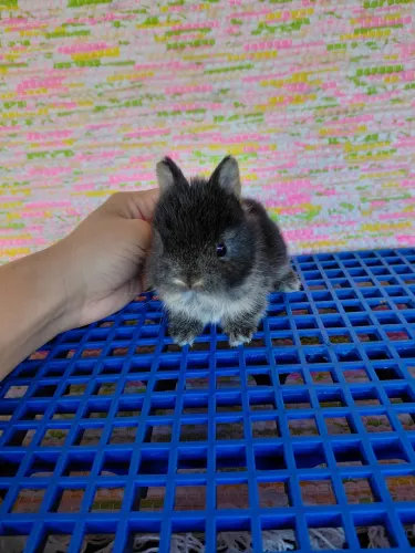 Filhote Coelho anão Netherland dwarf 