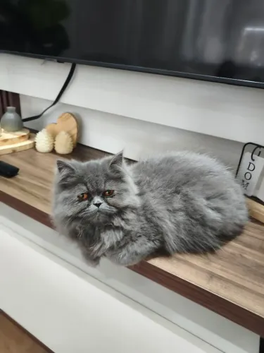 Gato Persa Macho Cinza 