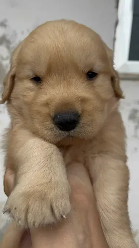 FILHOTES DE GOLDEN RETRIEVER