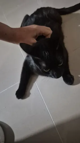 Doação de gata