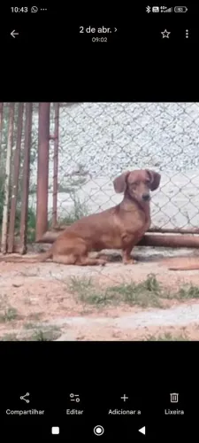 Basset macho adulto