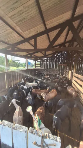 Carneiros a venda , 18 reais o kg, 35 o kg tratado