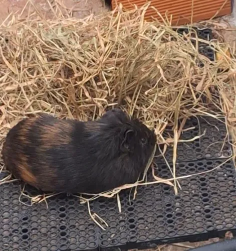 Porquinho da india