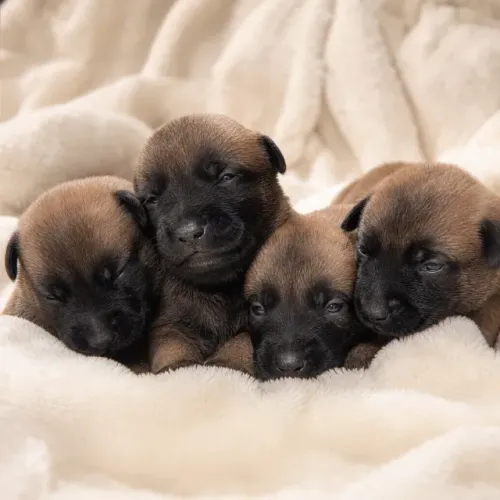 Ninhada Exclusiva de Pastor Belga Malinois