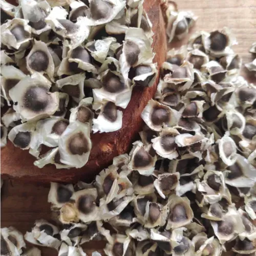 Semente de Moringa Oleífera para plantio