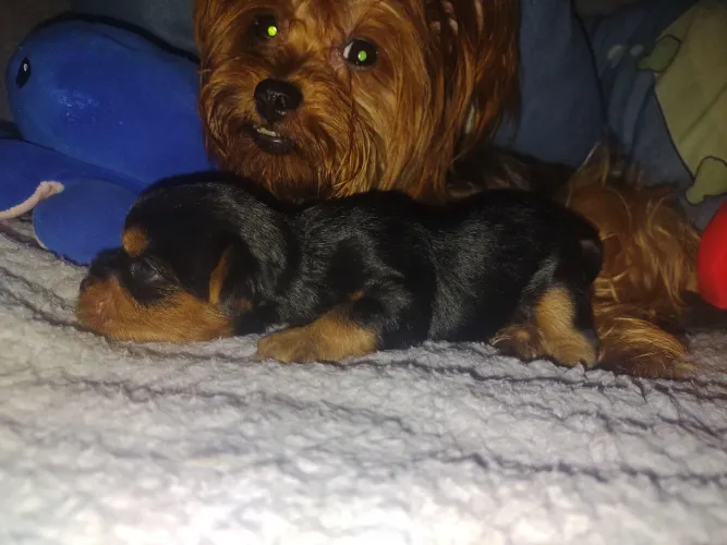Vendo lindos filhotes da raça Yorkshire Terrier!!!