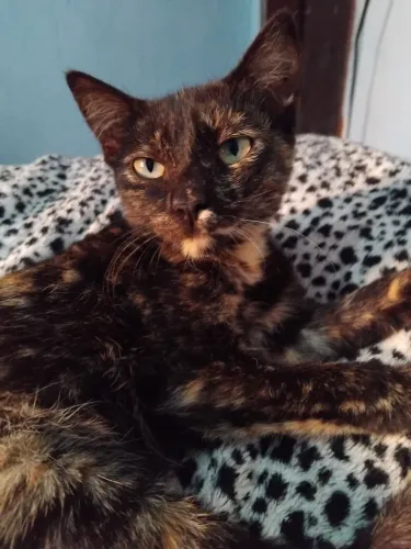 ADOÇÃO RESPONSÁVEL- GATA FÊMEA E DÓCIL 