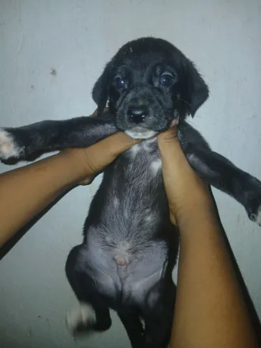 Cachorro