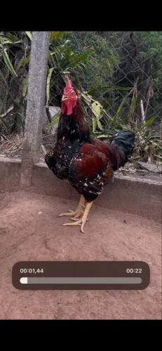 Frango GSB mil flores