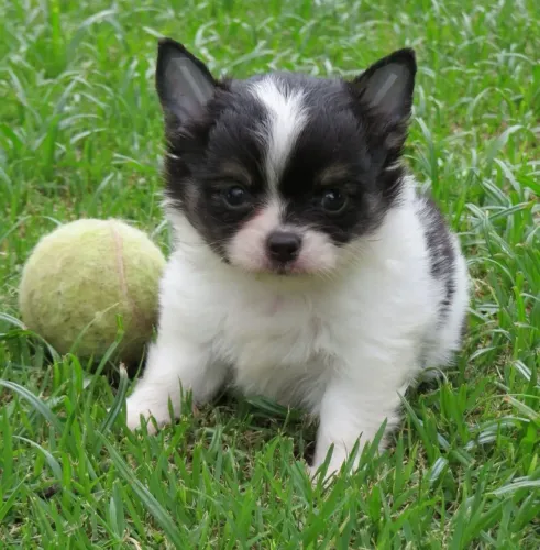 chihuahua Miniatura De Bolso Com Vacinação e Microchip opcional 