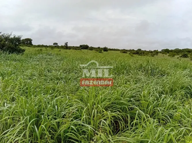 Fazenda 142 alqueires (687 hectares) Duere - To