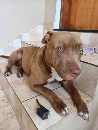 Doa se Pit Bool fêmea 
