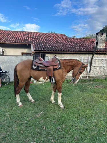 Cavalo Crioulo Bragado 