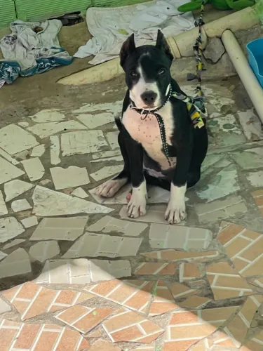 Raça pit bull