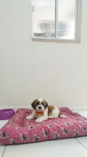 Filhote de Shih Tzu Macho