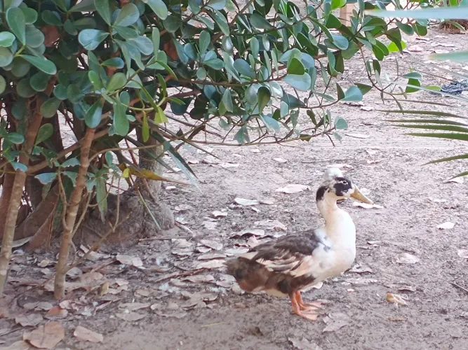 Vendo marreco de pompom