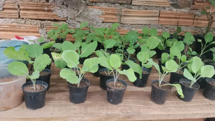 Mudas de couve orgânica