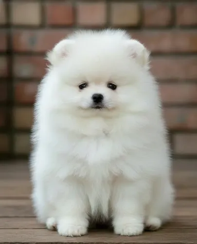 Spitz Alemão Com Pedigree Entregamos 