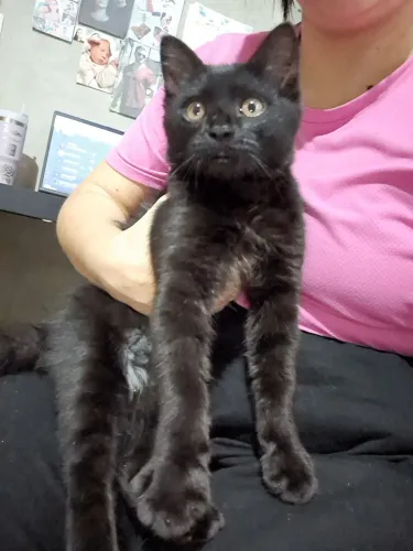 Gatinha preta com detalhes branco 3 meses