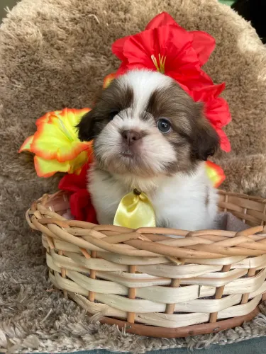 Filhotes de Shihtzu Macho