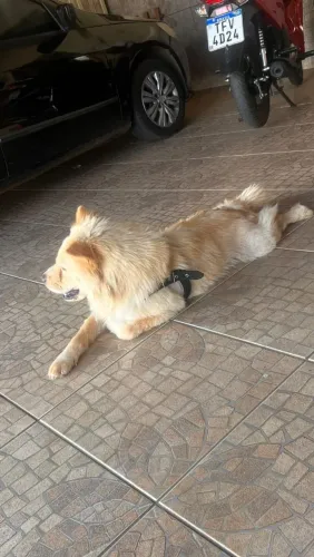 Chow Chow casal