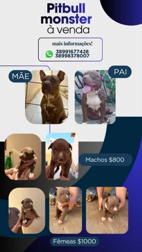Pitbull