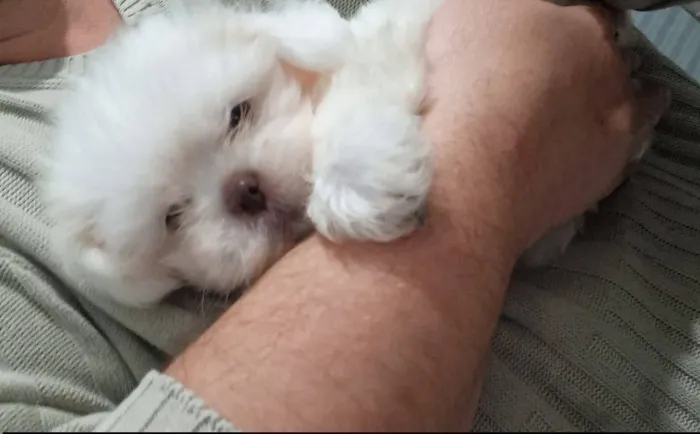 Shihtzu macho focinho chocolate 