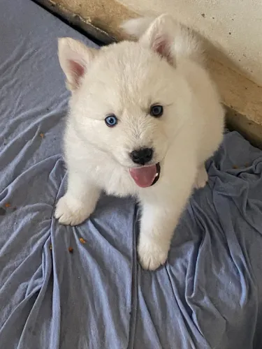 Filhotes de Husky Siberiano