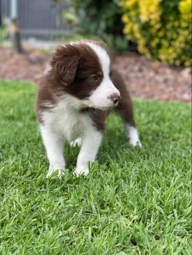 Border collie muito esperto