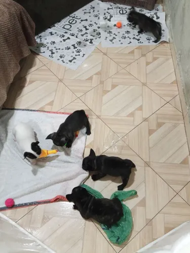 Vendo buldogue francês