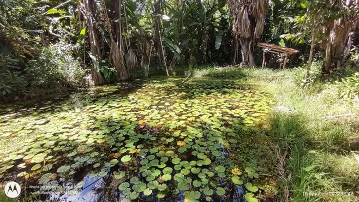 Sítio 50x1000 com nascente por R$ 120 mil reais