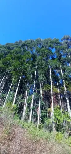Chácara 15 Hectares em Riozinho RS Eucalipto Arroio Estrada Luz