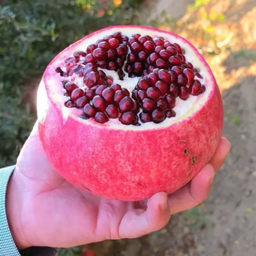  Mudas romã gigante wonderfull  adultas 