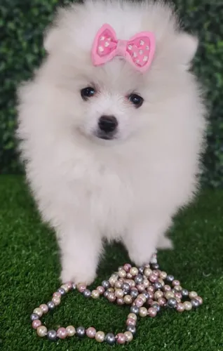 Spitz Alemão. Uma verdadeira princesa com 2 meses vacinada e com pedigree