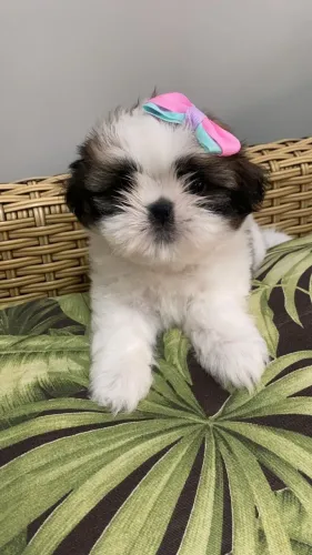Lhasa Apso Adote um Amigo para Todas as Horas!