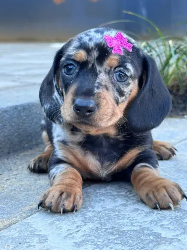 Filhote Dachshund arlequim preto com prata 