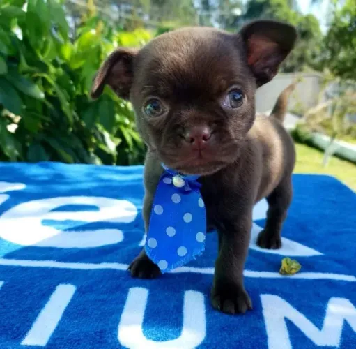 Chihuahua Pacelamento sem juros no cartão.