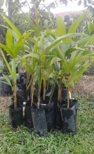 Vendo mudas de açaí anã precoce 