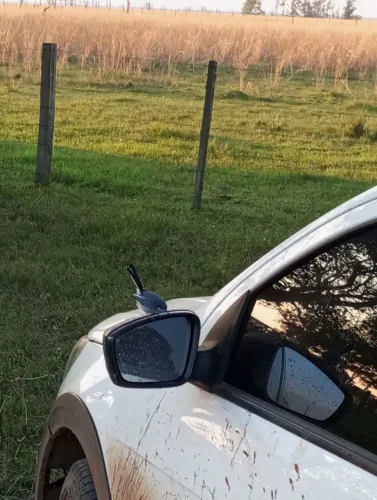 Saveiro Robust para venda