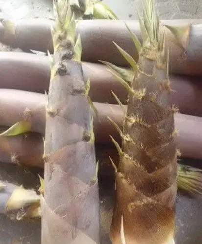 Broto bambu 