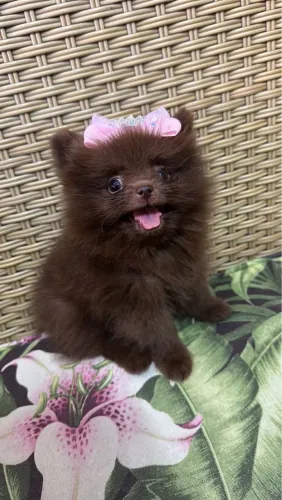 Spitz Alemão Raríssimo 