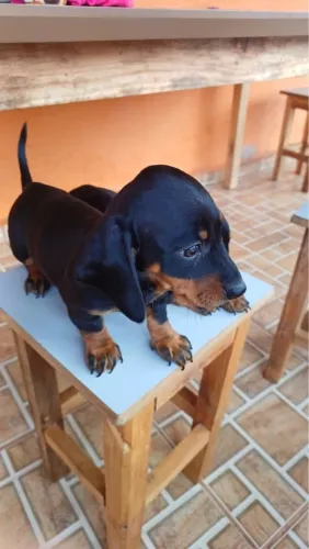 Basset teckel salsicha 