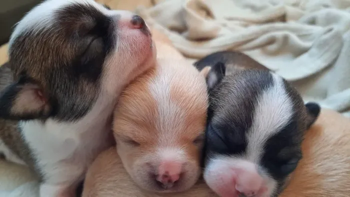 Chihuahua filhotes  lindos e saudáveis.Reserve o seu !