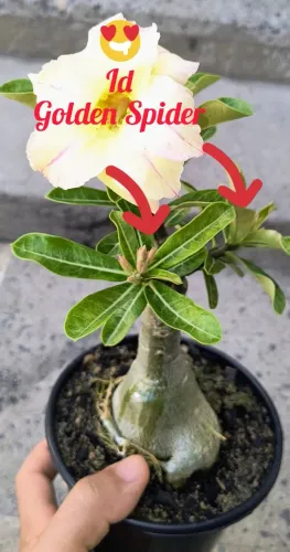 Excelente Rosa deserto Golden Spider