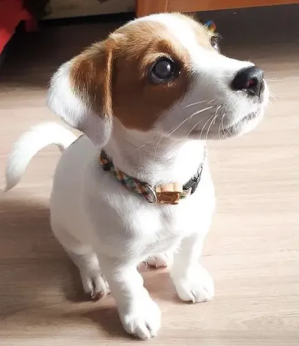 Jack Russell - Energia e Companheirismo