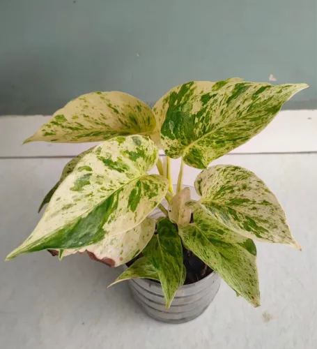 Planta jiboia branca 