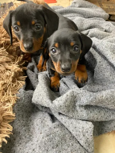 Filhote de linguicinha puríssimo 