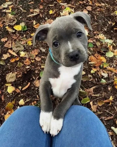 Filhote de Pitbull disponível e inegável a sua beleza
