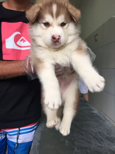 Husky Siberiano- Macho marrom e branco com 53 dias, disponível-Dani