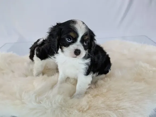Cavalier King Charles Spaniel, a raça da nobreza agora ao seu alcance!